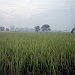 Sunrise over fields