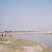 Ganges women and buffalos